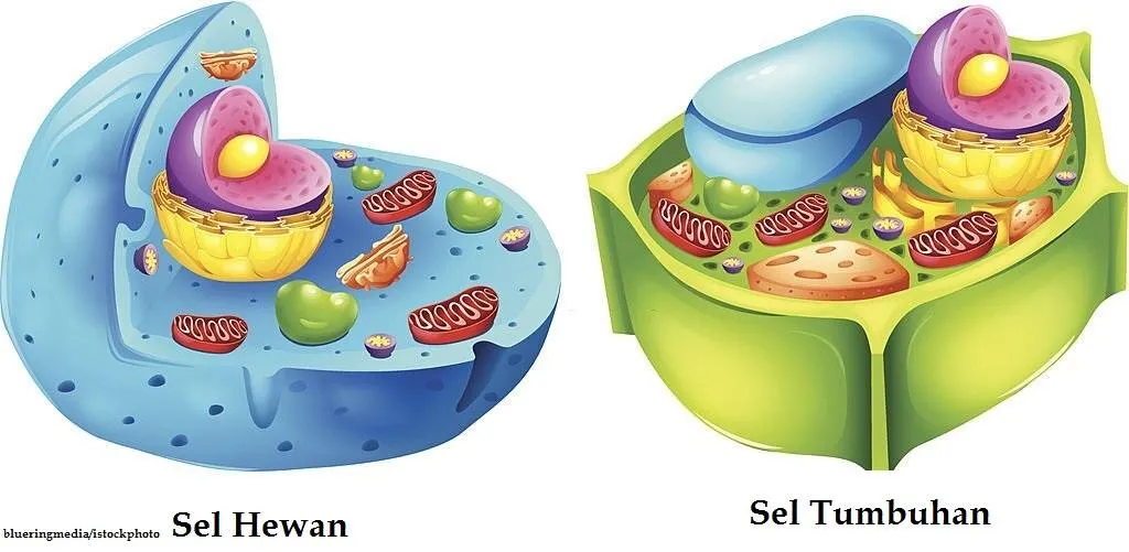 Perbedaan Sel Hewan dan Sel Tumbuhan