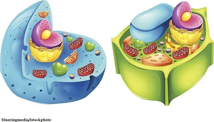 Perbedaan Sel Hewan dan Sel Tumbuhan