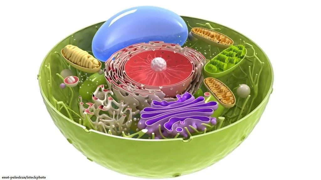 Perbedaan Sel Hewan dan Sel Tumbuhan