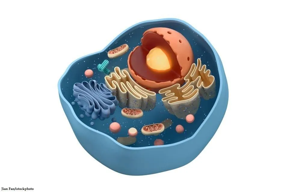 Perbedaan Sel Hewan dan Sel Tumbuhan
